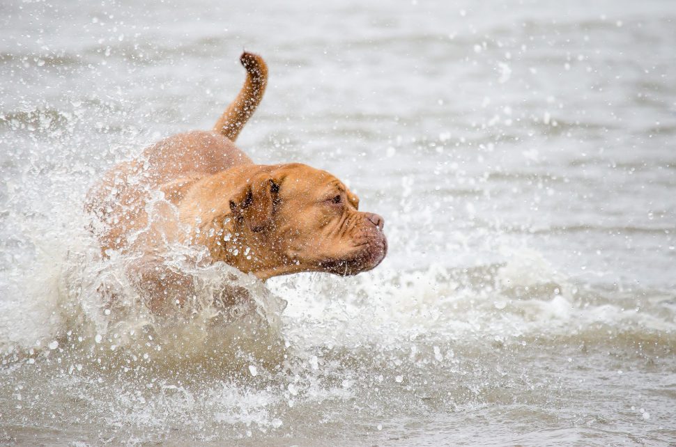 Playas para perros - viajar con mascota