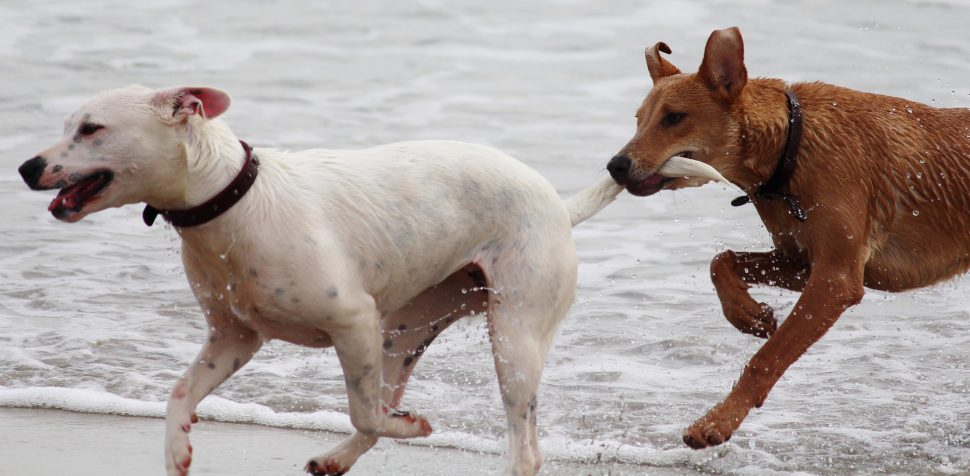 Málaga - playas para perros